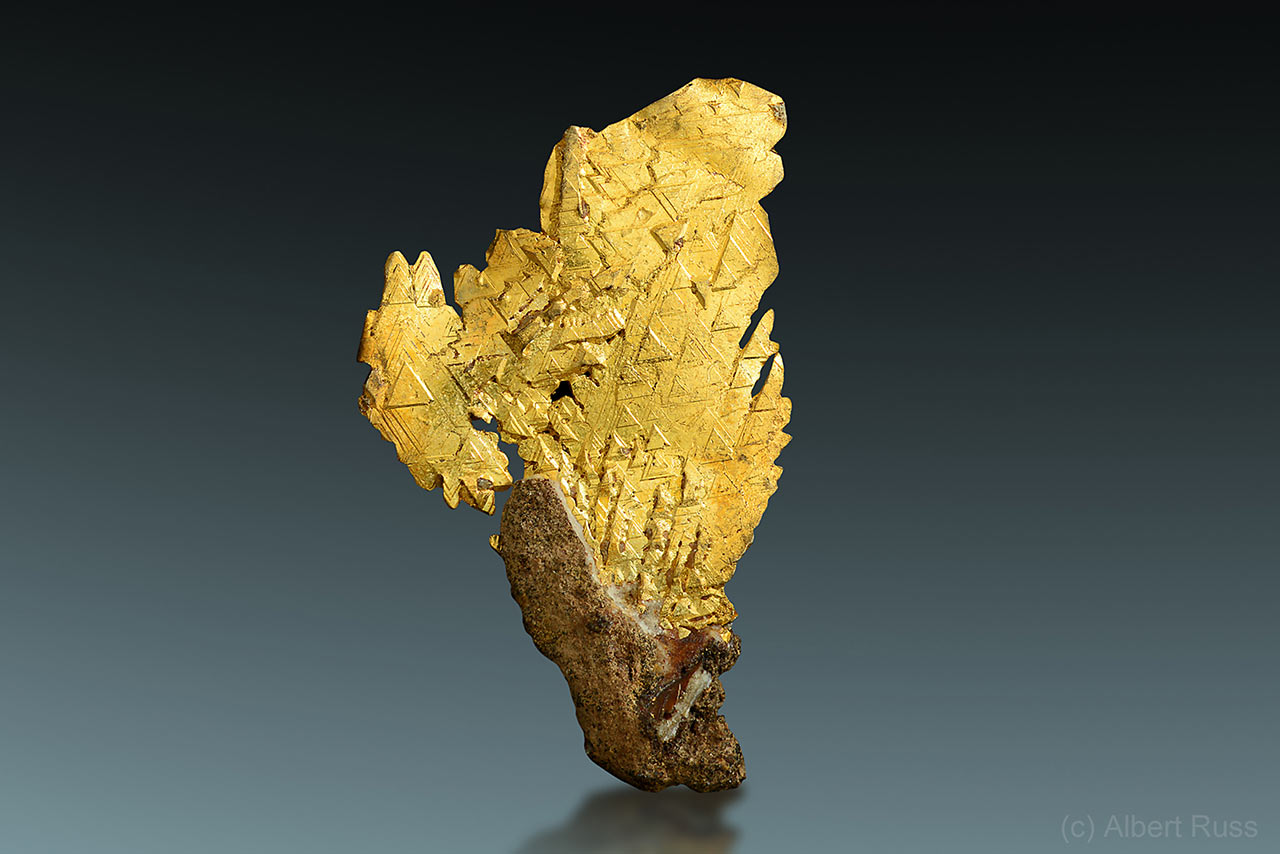 Plech ryzího zlata z legendárního nálezu u Křepic