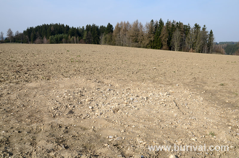 Čejov, Česká republika
