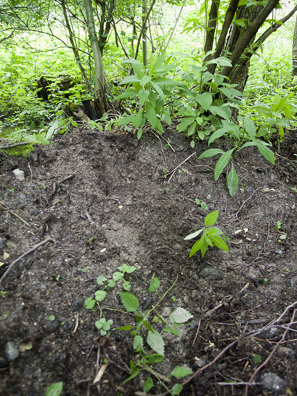 Heřmanov, Česká republika