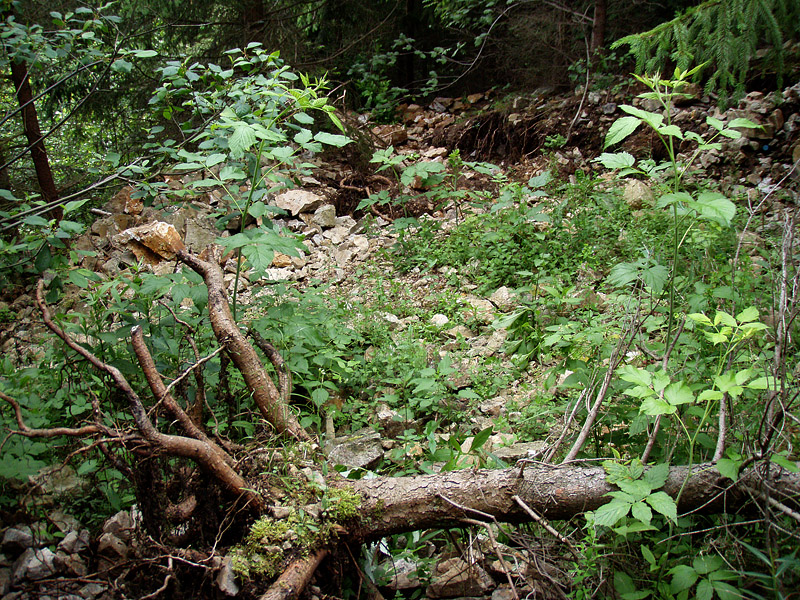 Kožlí, Česká republika