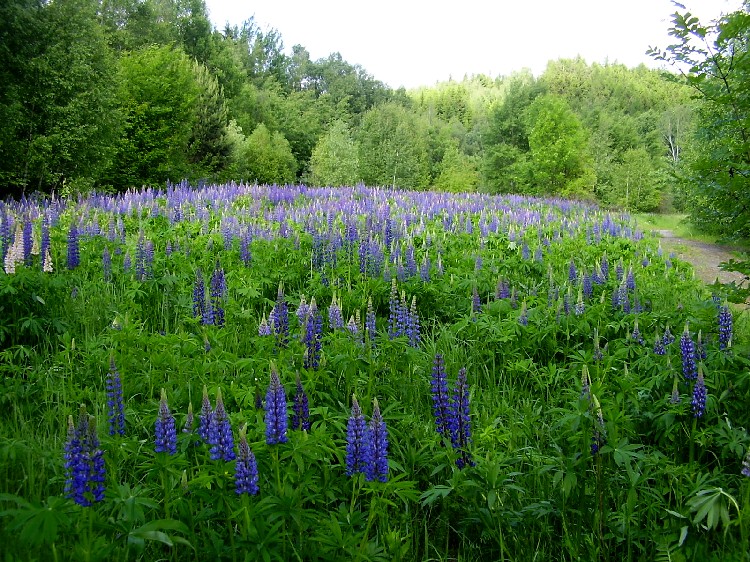 Olší, Česká republika