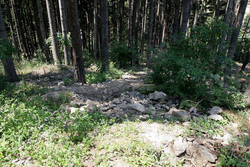 Pokojovice, Česká republika