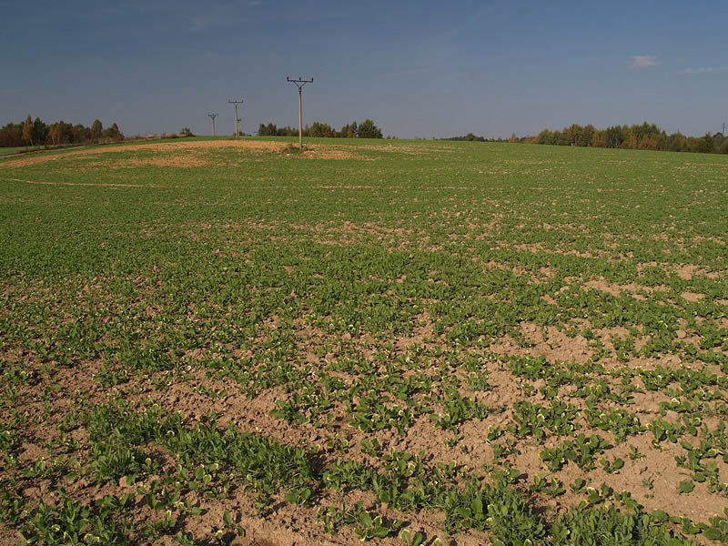 Rožná (opál), Česká republika