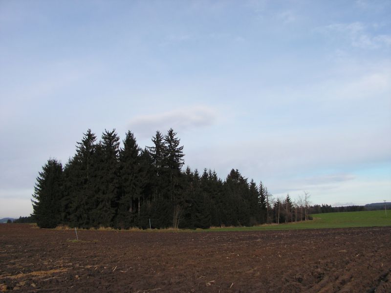 Suky, Česká republika