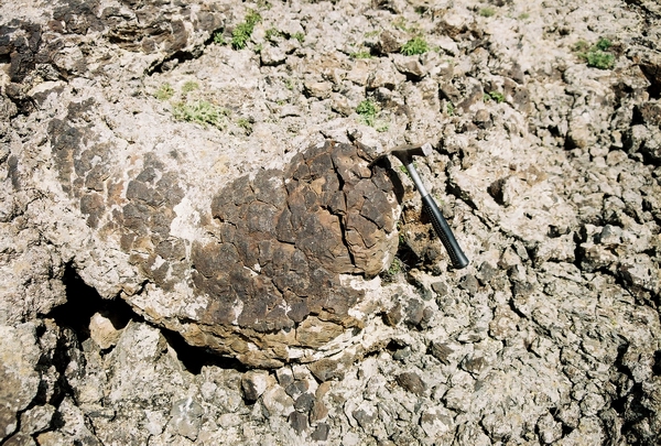 Tsagan Nur, Mongolsko