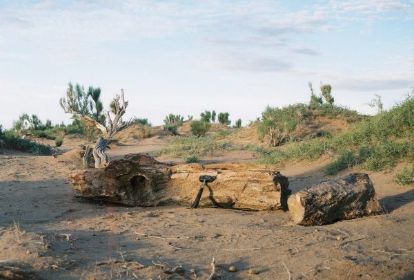 Winterlai, Mongolsko