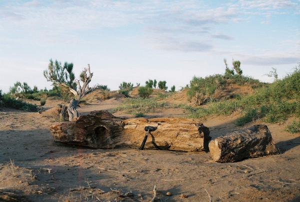 Winterlai, Mongolsko