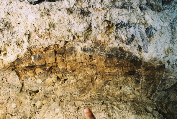 Winterlai, Mongolsko