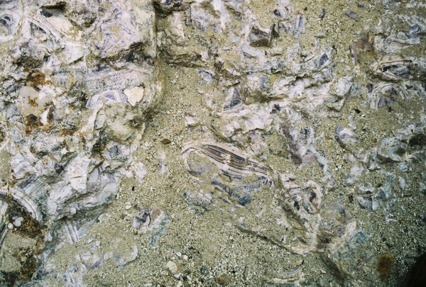 Winterlai, Mongolsko