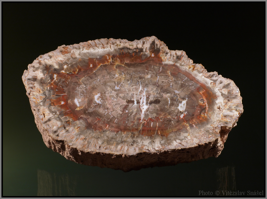 Křemen (var. Zkamenělé Dřevo)