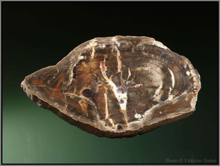 Křemen (var. Zkamenělé Dřevo)