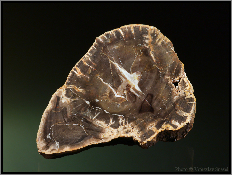 Křemen (var. Zkamenělé Dřevo)