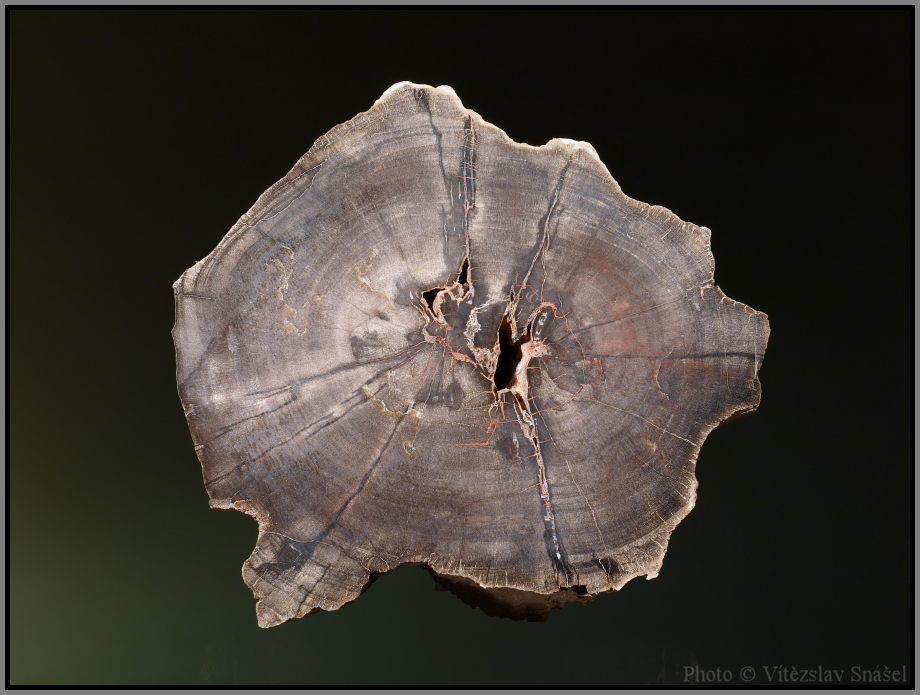 Křemen (var. Zkamenělé Dřevo)