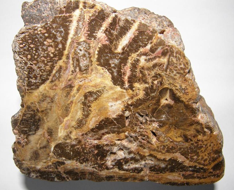 Křemen (var. Zkamenělé Dřevo)