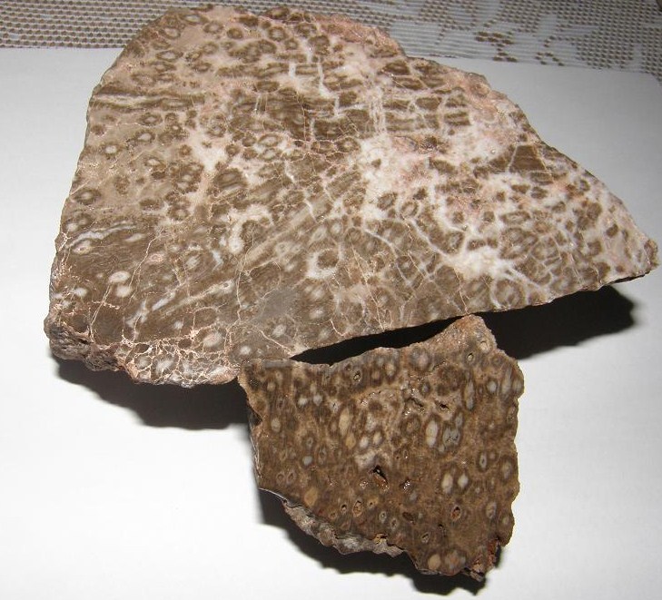 Křemen (var. Zkamenělé Dřevo)