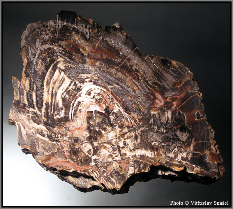 Křemen (var. Zkamenělé Dřevo)