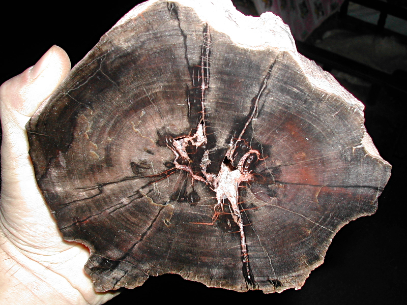 Křemen (var. Zkamenělé Dřevo)