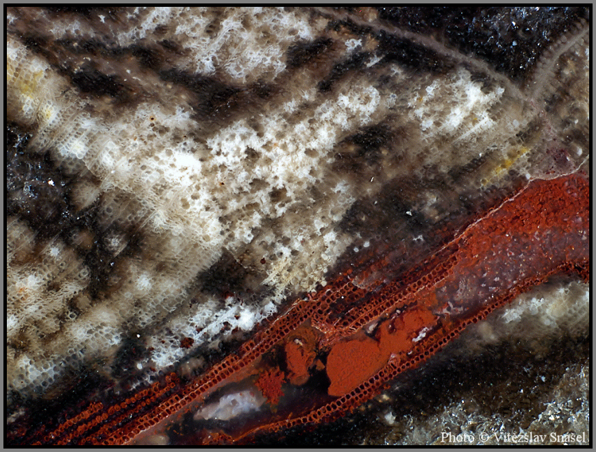 Křemen (var. Zkamenělé Dřevo)