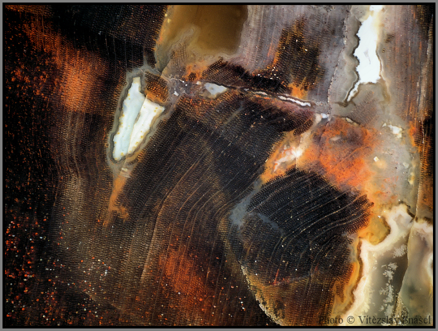 Křemen (var. Zkamenělé Dřevo)