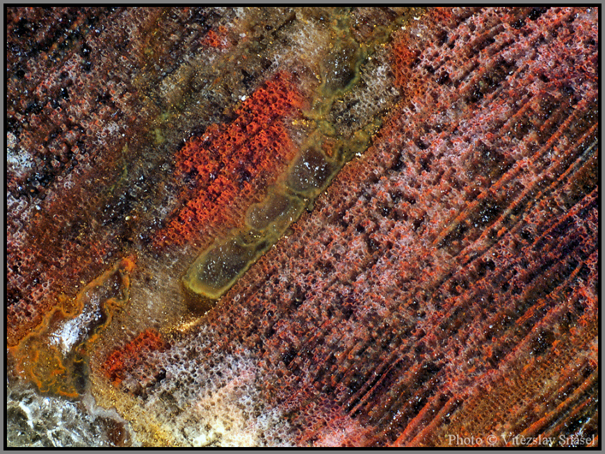 Křemen (var. Zkamenělé Dřevo)