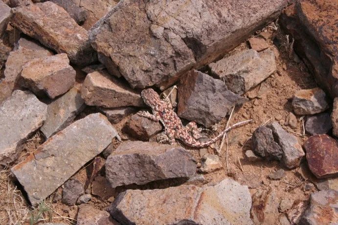 Mineralogická lokalita Olzii, Mongolia
