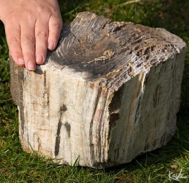 Fotografie minerálu Křemen (var. zkamenělé dřevo) z lokality Líně, Czech Republic