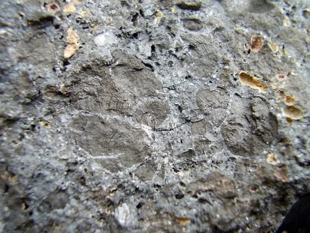 Fotografie minerálu Pyroluzit z lokality Mikušovce, Slovakia