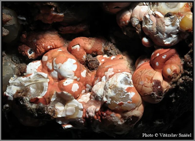 Fotografie minerálu Křemen (var. chalcedon) z lokality Doubravice, Czech Republic