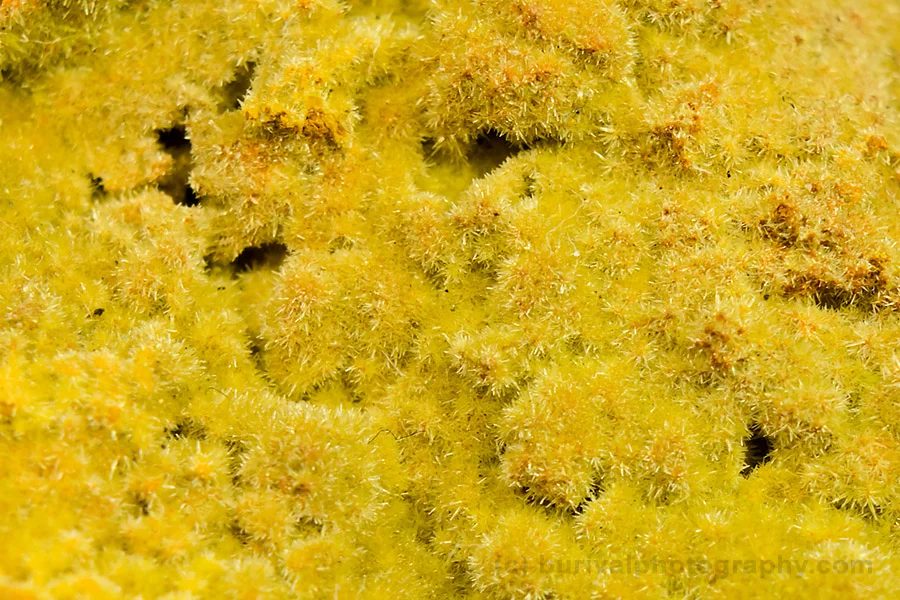 Fotografie minerálu Pyromorfit z lokality Březové Hory, Příbram, Czech Republic