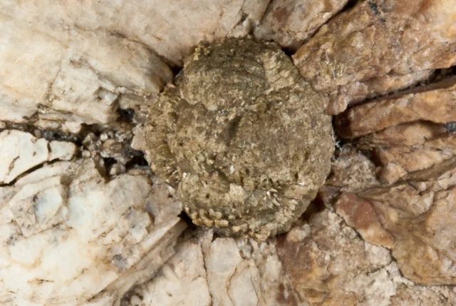 Fotografie minerálu Xenotim-(Y) z lokality Údražský obrázek, Czech Republic