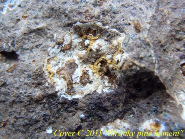 Fotografie minerálu Křemen (var. chalcedon) z lokality Bánov - Skalky II, Czech Republic