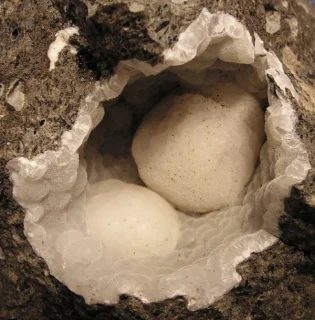 Fotografie minerálu Thomsonit-(Ca) z lokality Děčín, Folknáře, Czech Republic