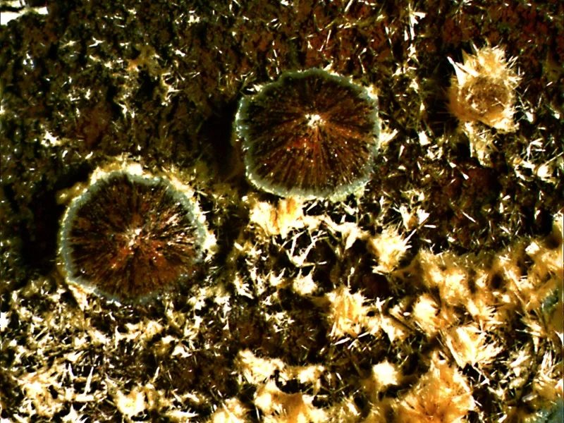 Fotografie minerálů Beraunit, Kakoxen z lokality Třenice, Czech Republic